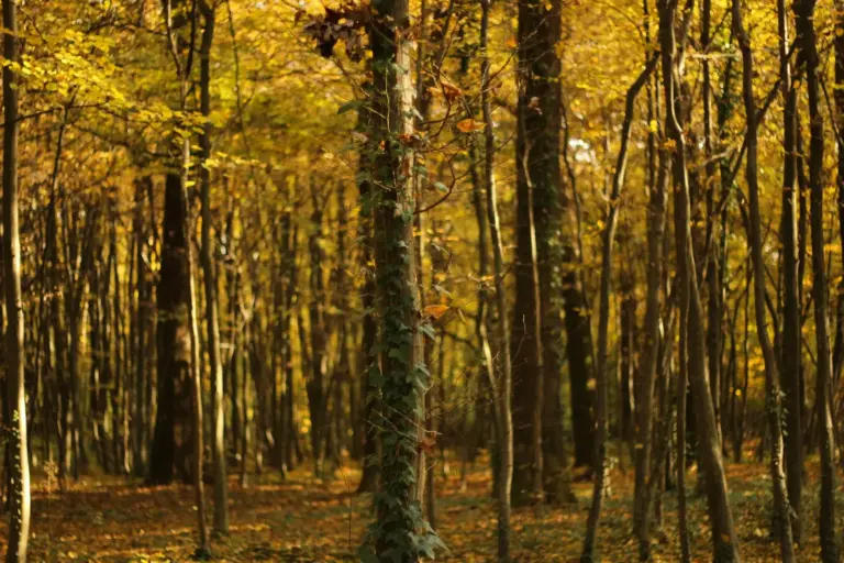 Autumn forest path in Maksimir Park, Zagreb